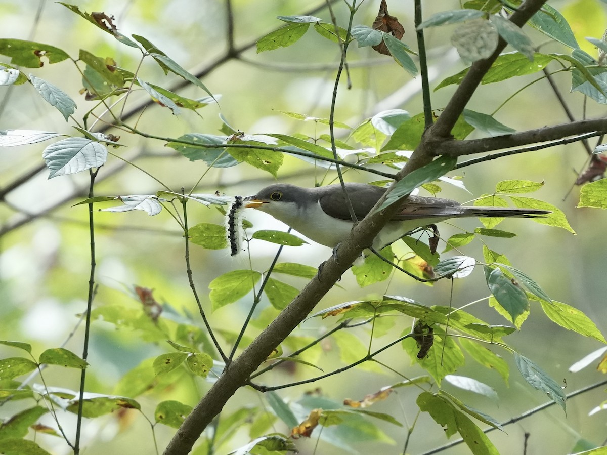 Yellow-billed Cuckoo - ML642791663