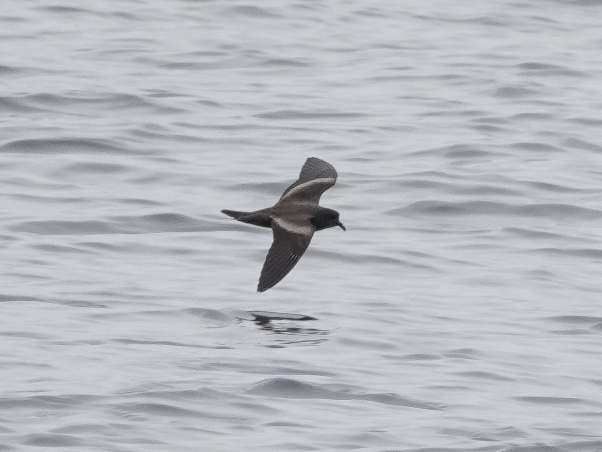 Markham's Storm-Petrel - ML642791666
