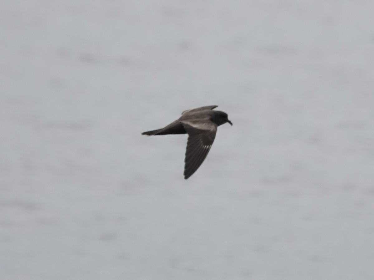 Markham's Storm-Petrel - ML642791667
