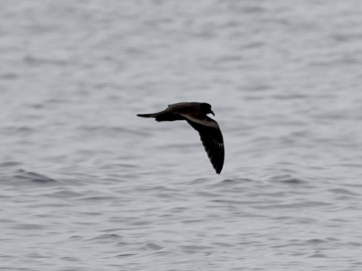 Markham's Storm-Petrel - ML642791668
