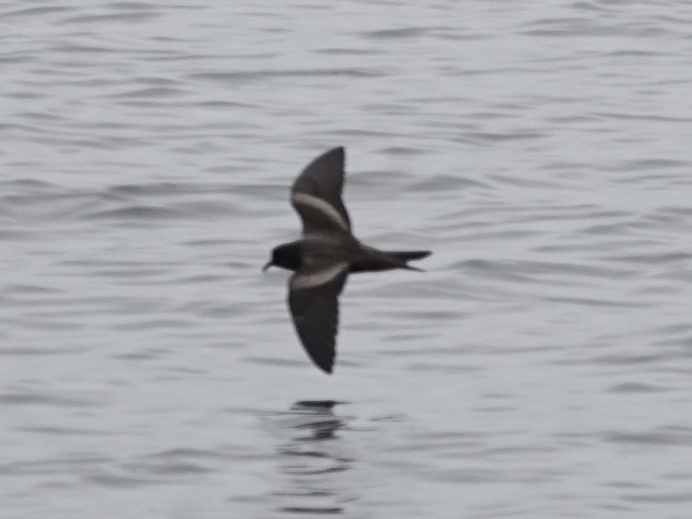 Markham's Storm-Petrel - ML642791669