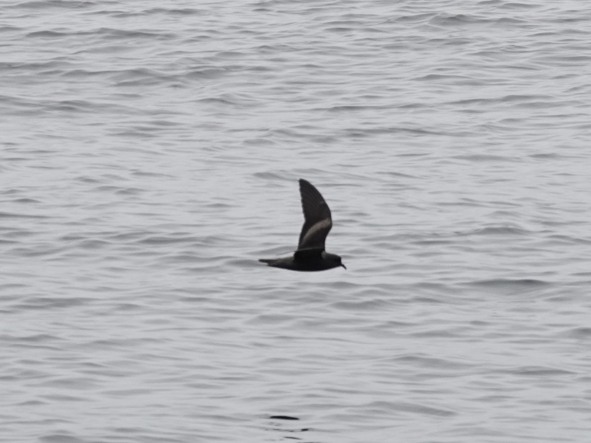 Markham's Storm-Petrel - ML642791670