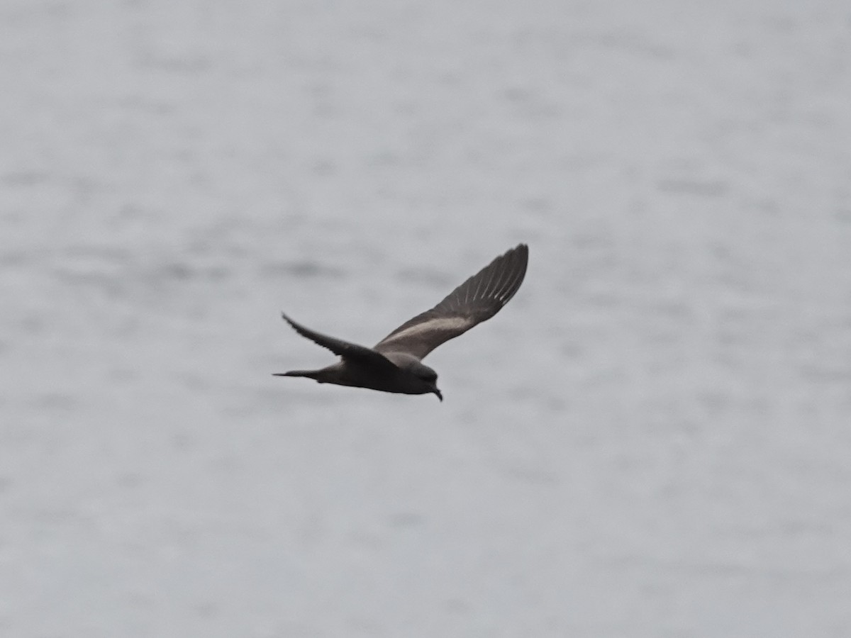 Markham's Storm-Petrel - ML642791671