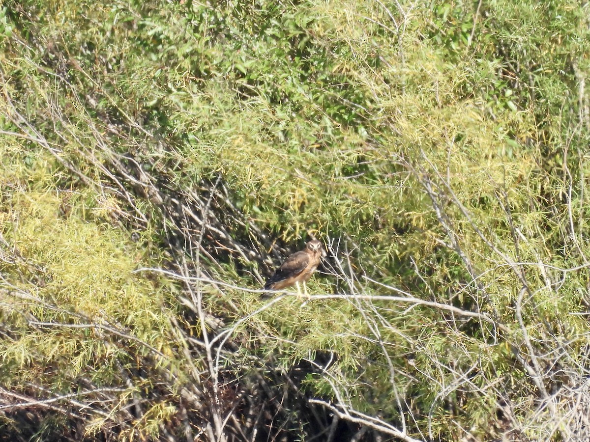 Northern Harrier - ML642791673
