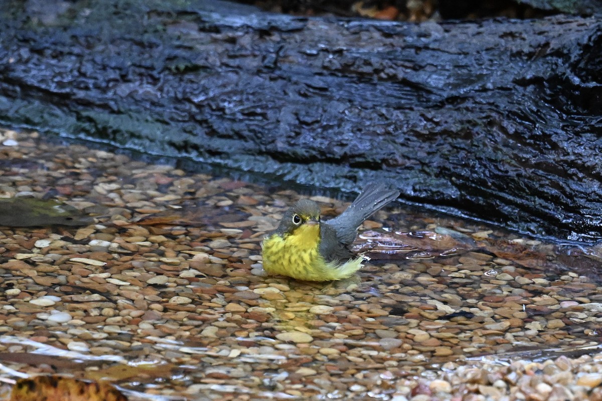 Canada Warbler - ML642791679