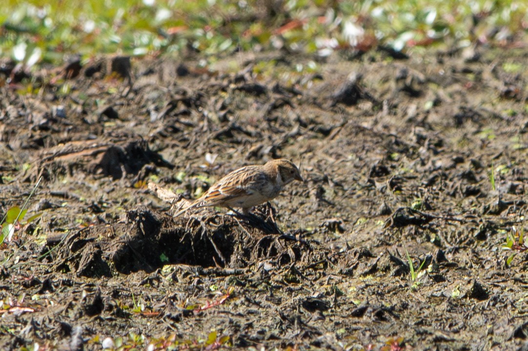 Lapland Longspur - ML642791681