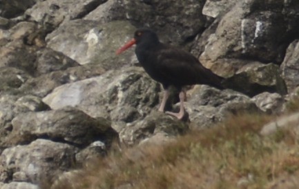 Black Oystercatcher - ML642791687