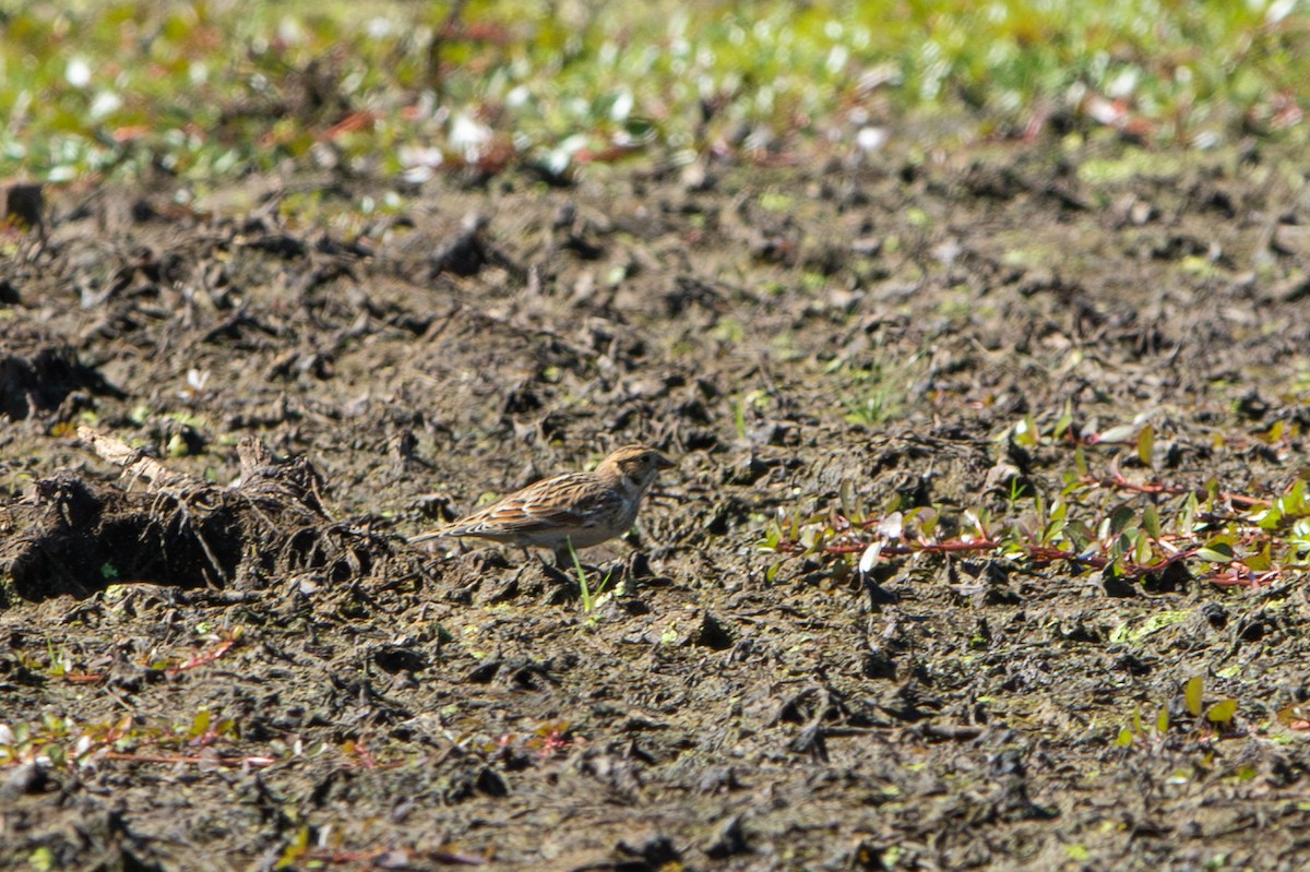 Lapland Longspur - ML642791688