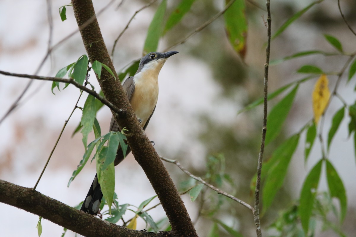 Dark-billed Cuckoo - ML642791697