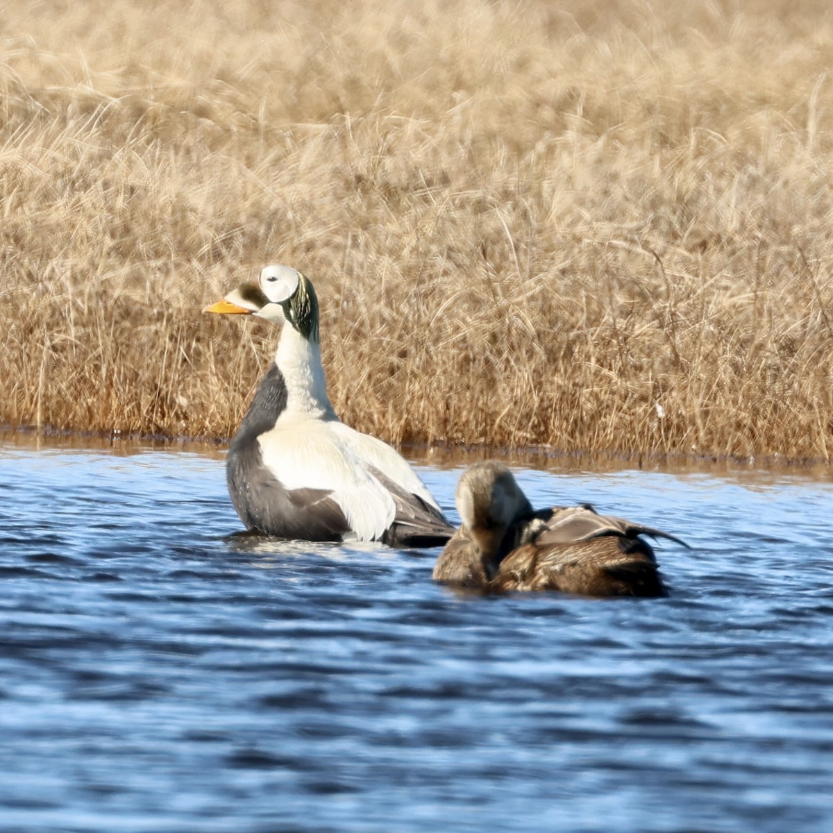 Spectacled Eider - ML642791701