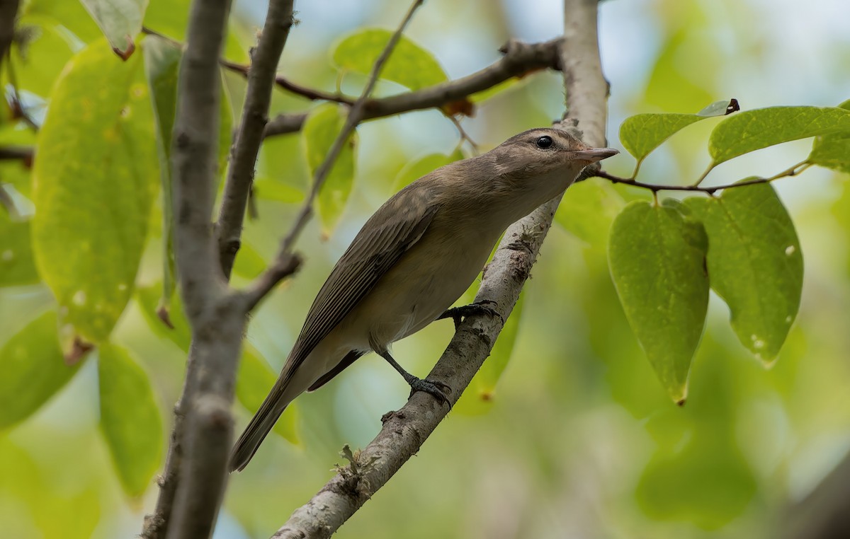 Warbling Vireo - ML642791730