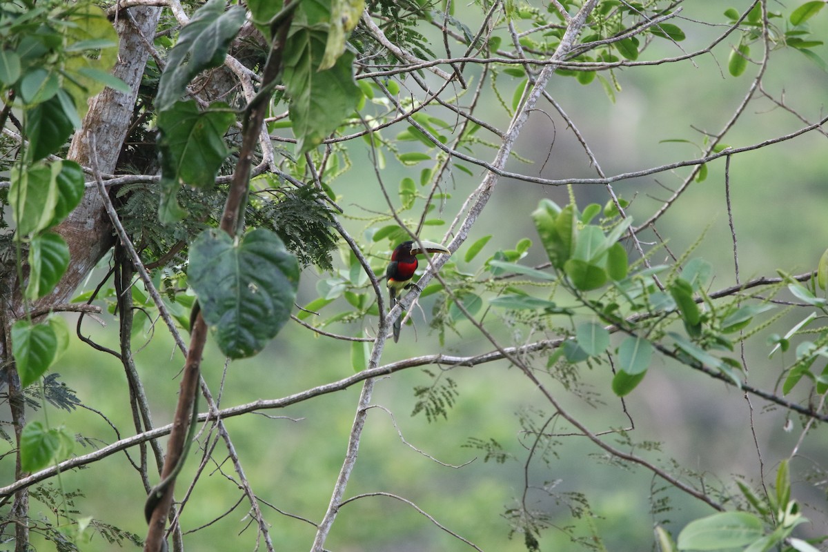 Ivory-billed Aracari - ML642791734