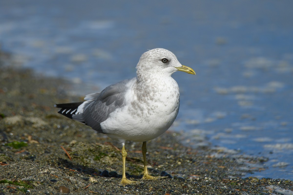 Short-billed Gull - ML642791751