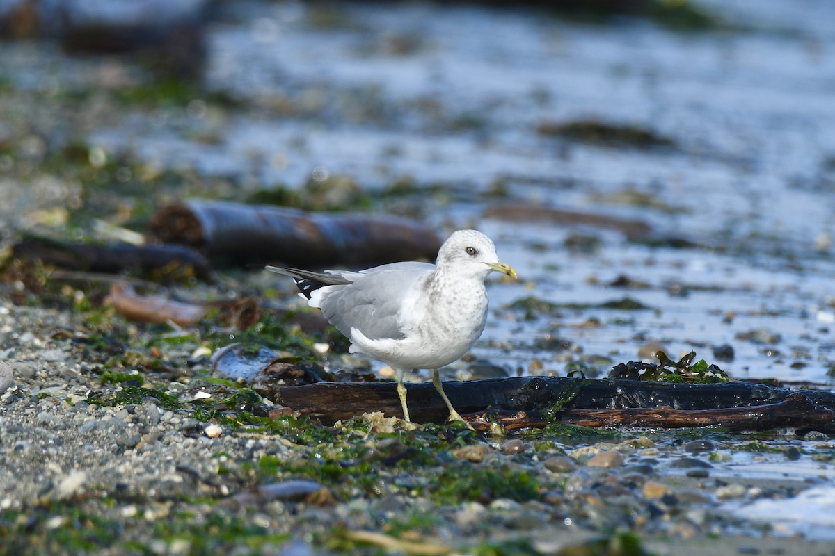 Short-billed Gull - ML642791752