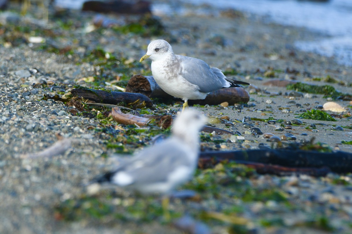 Short-billed Gull - ML642791753