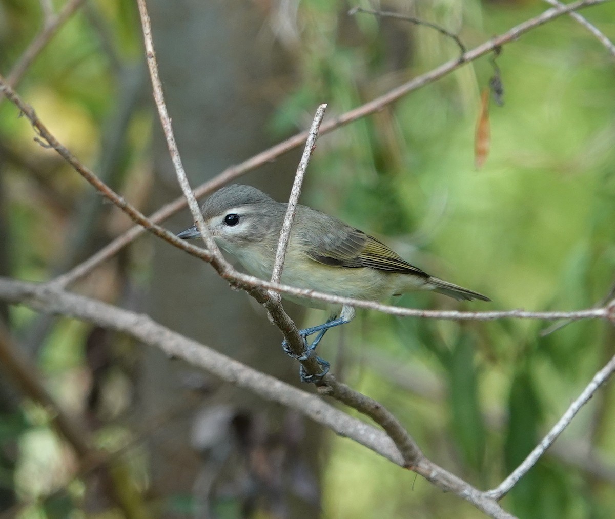 Warbling Vireo - ML642791771