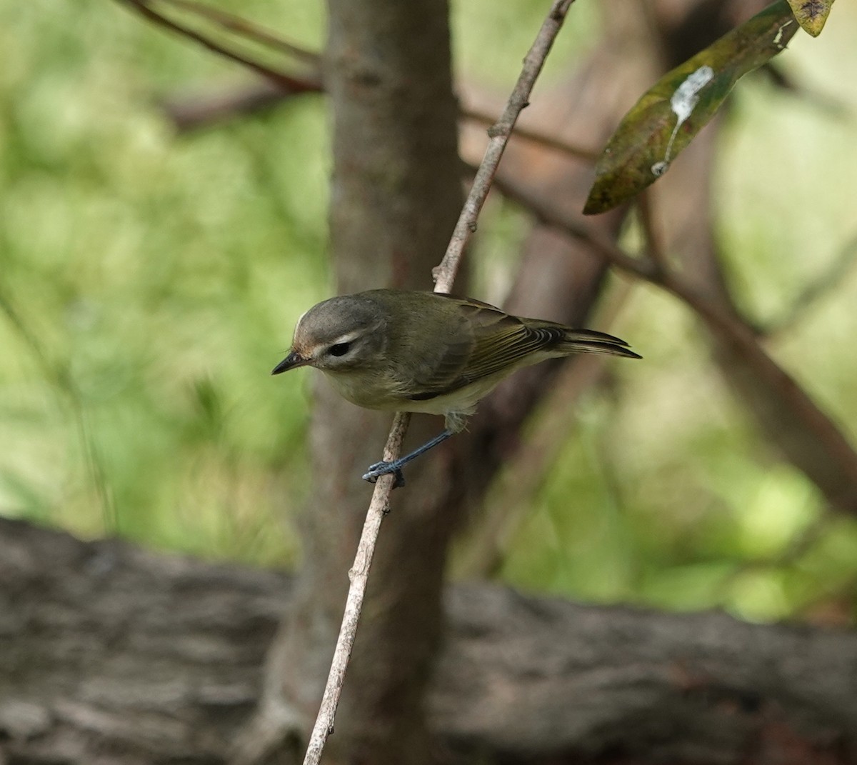 Warbling Vireo - ML642791773