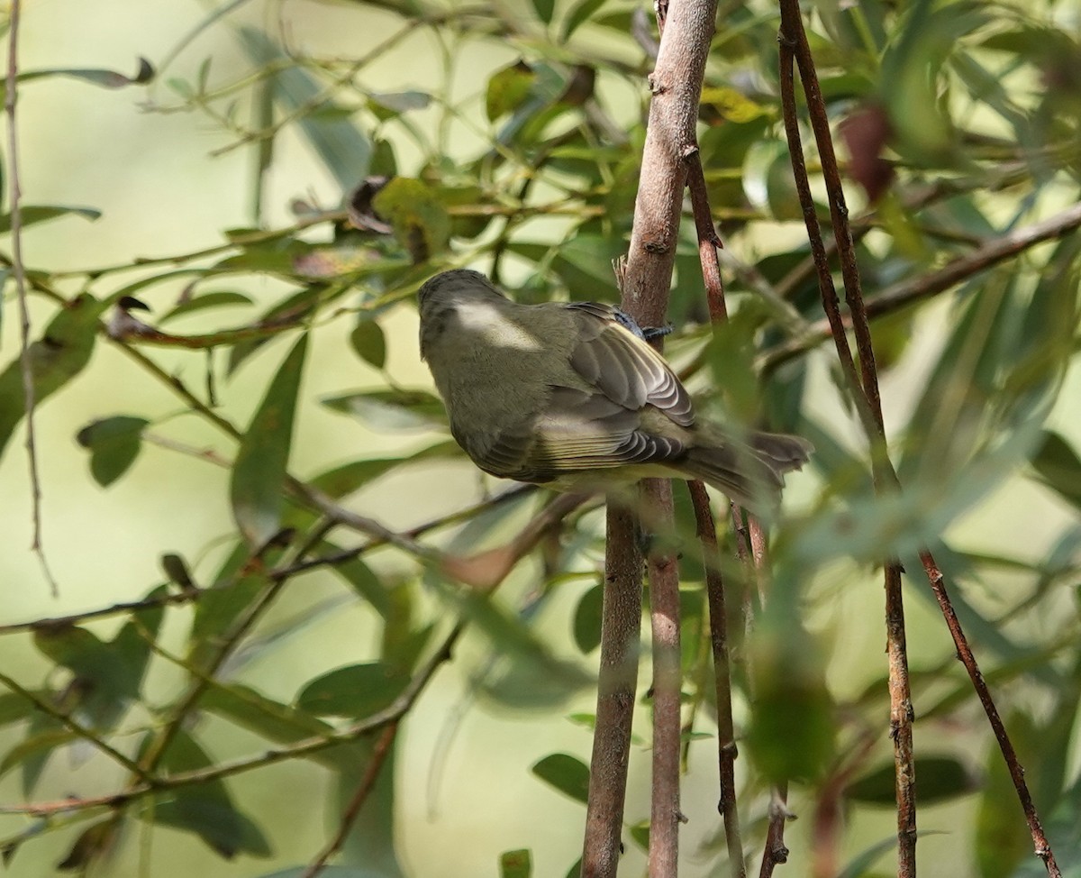 Warbling Vireo - ML642791774