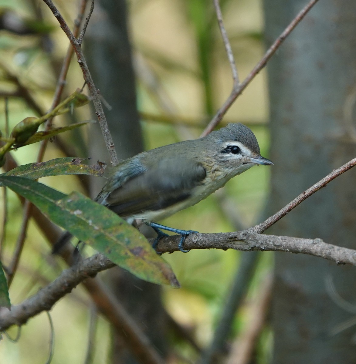 Warbling Vireo - ML642791776