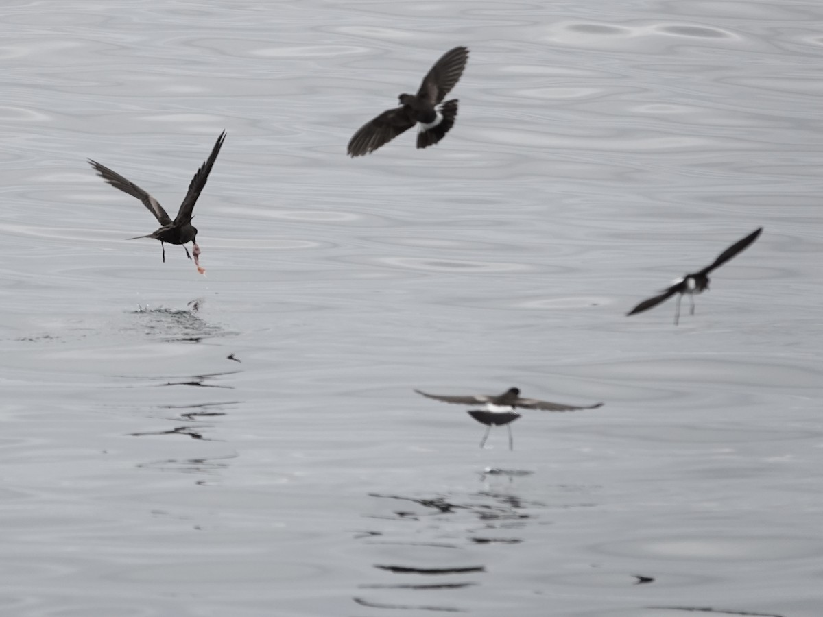 Markham's Storm-Petrel - ML642791781