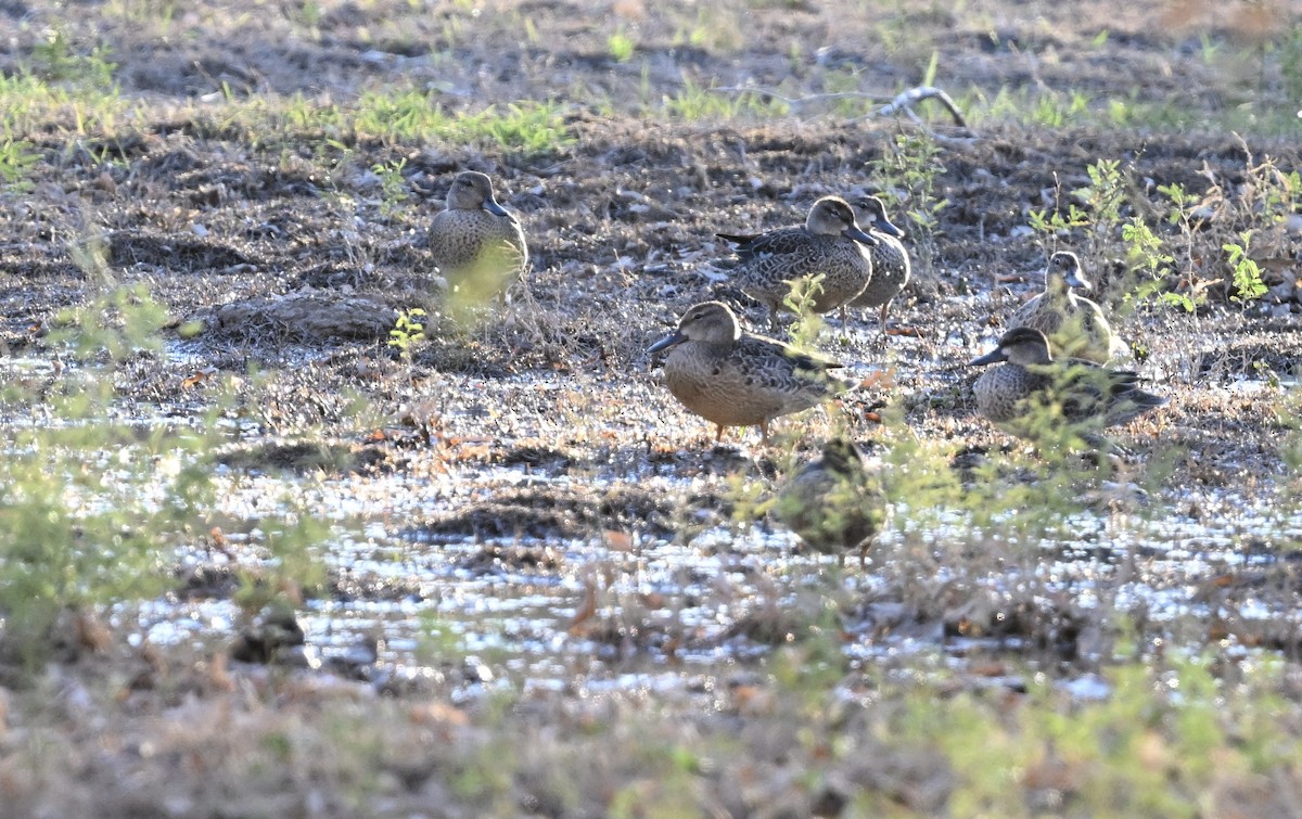 Blue-winged Teal - ML642791788