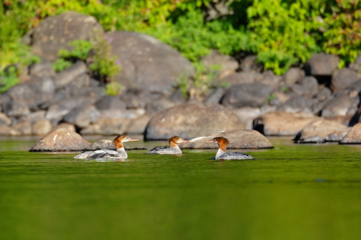 Common Merganser - ML642791803