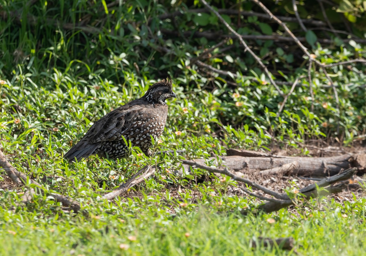 Spot-bellied Bobwhite - ML642791805