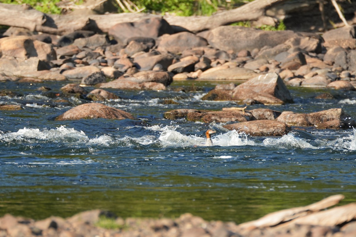 Common Merganser - ML642791806