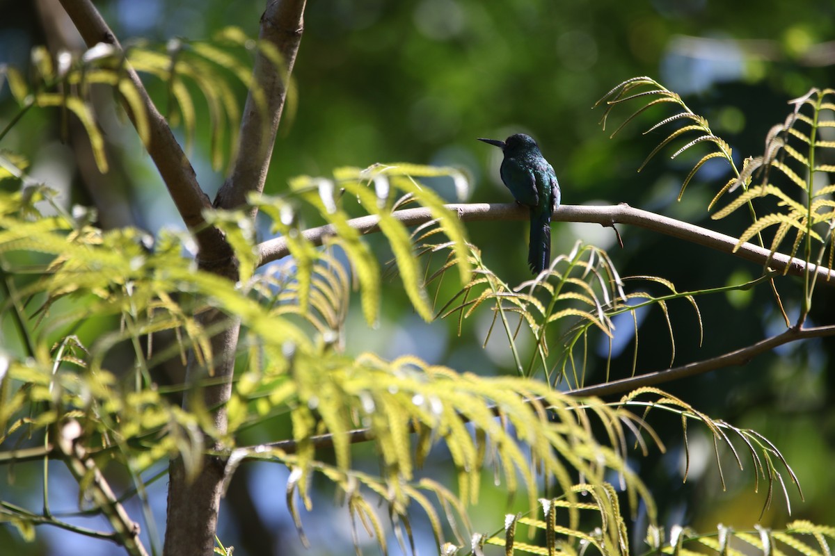 Great Jacamar - ML642791807