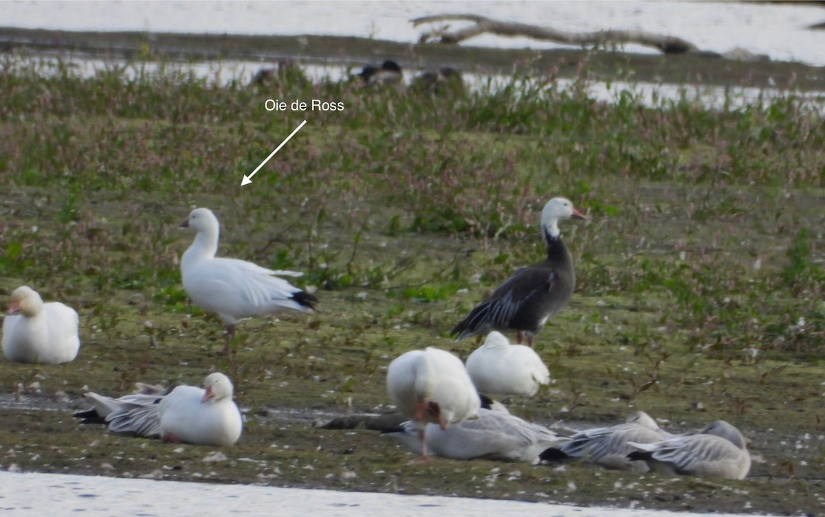 Ross's Goose - ML642791808