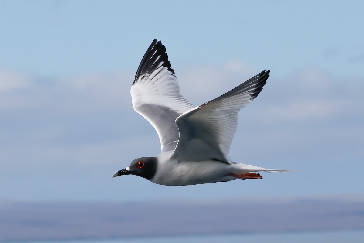 Swallow-tailed Gull - ML642791810