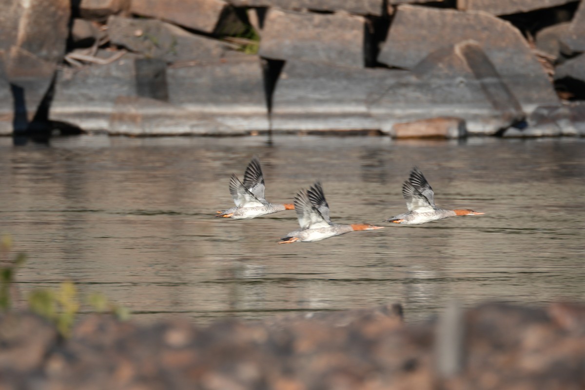 Common Merganser - ML642791812