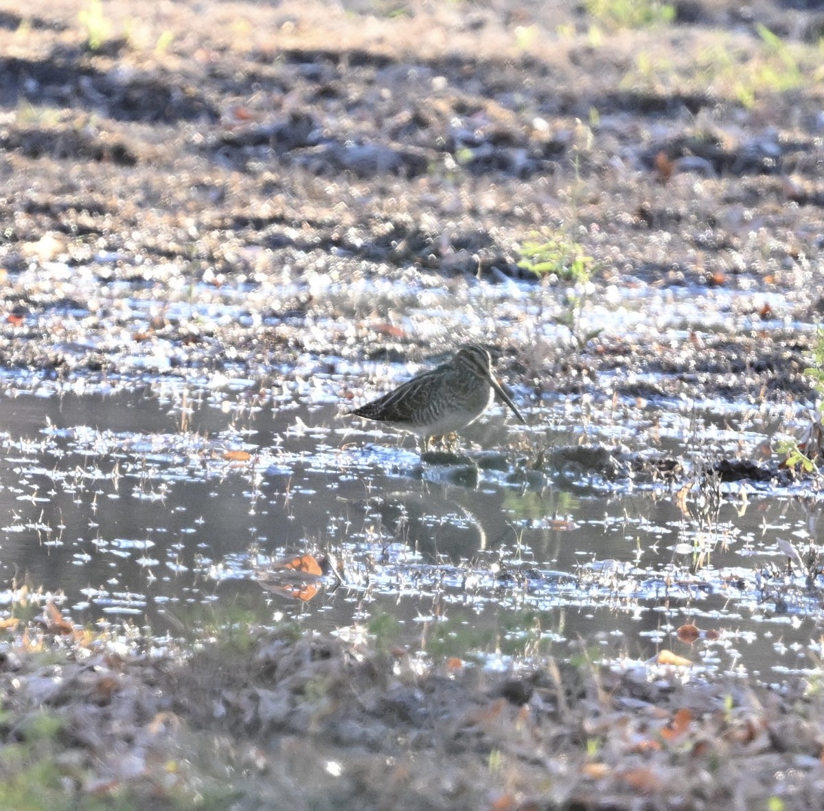 Wilson's Snipe - ML642791817
