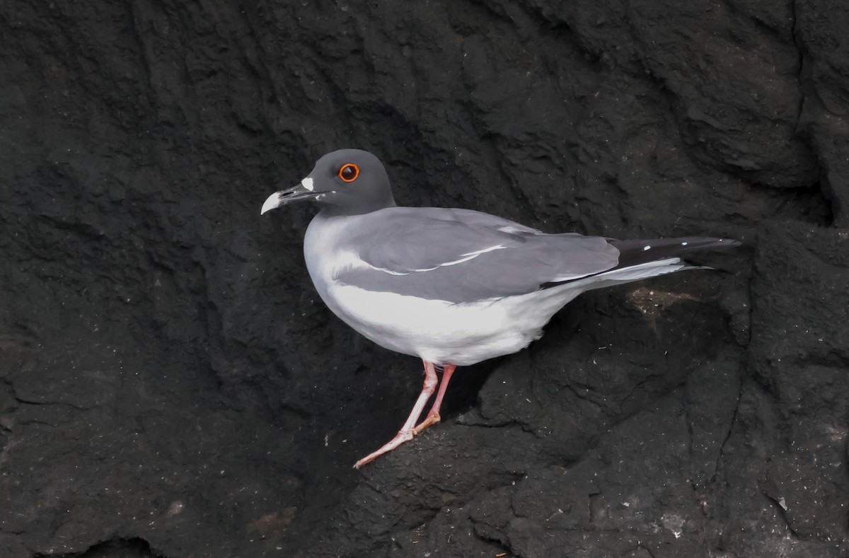Swallow-tailed Gull - ML642791818