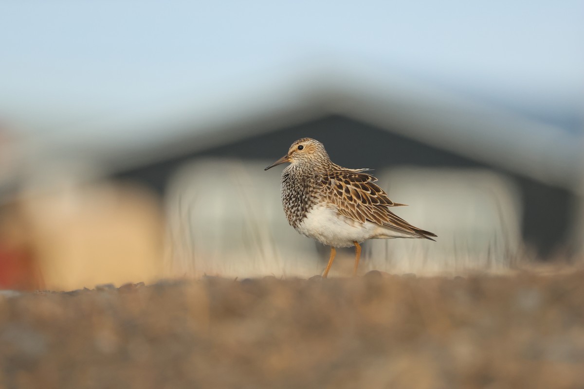 Pectoral Sandpiper - ML642791841