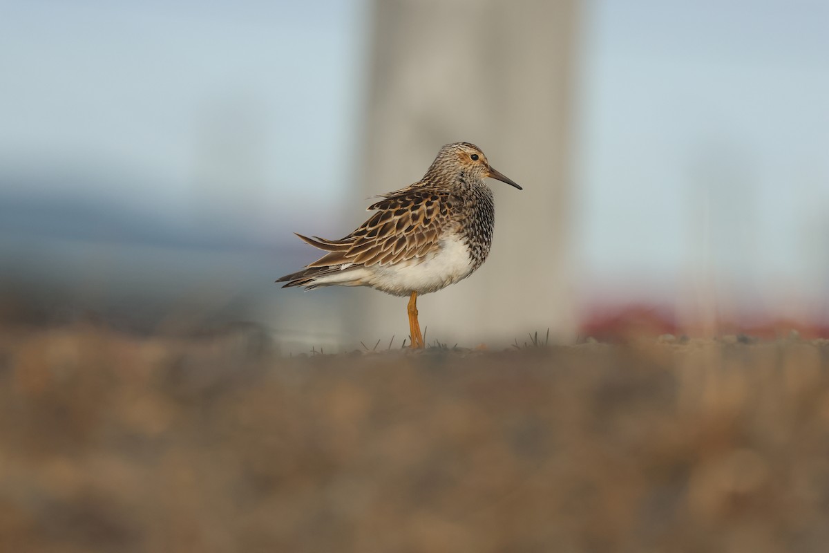 Pectoral Sandpiper - ML642791848
