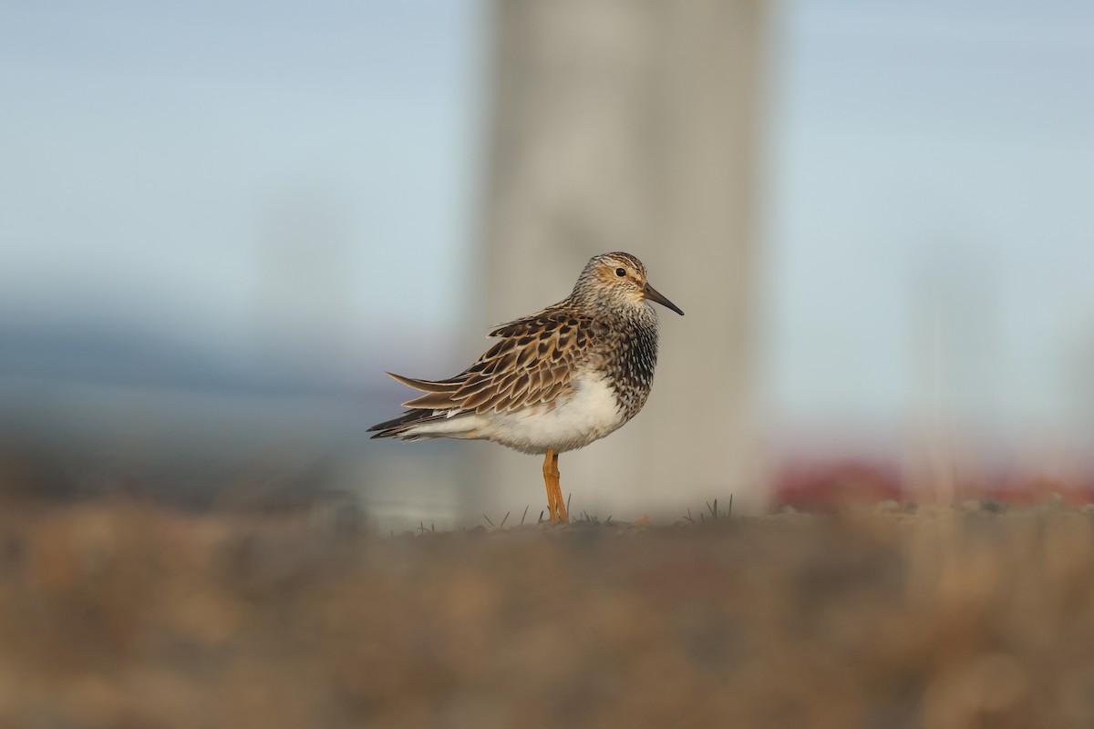 Pectoral Sandpiper - ML642791851