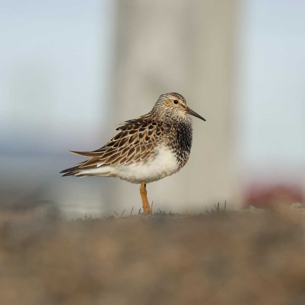 Pectoral Sandpiper - ML642791854