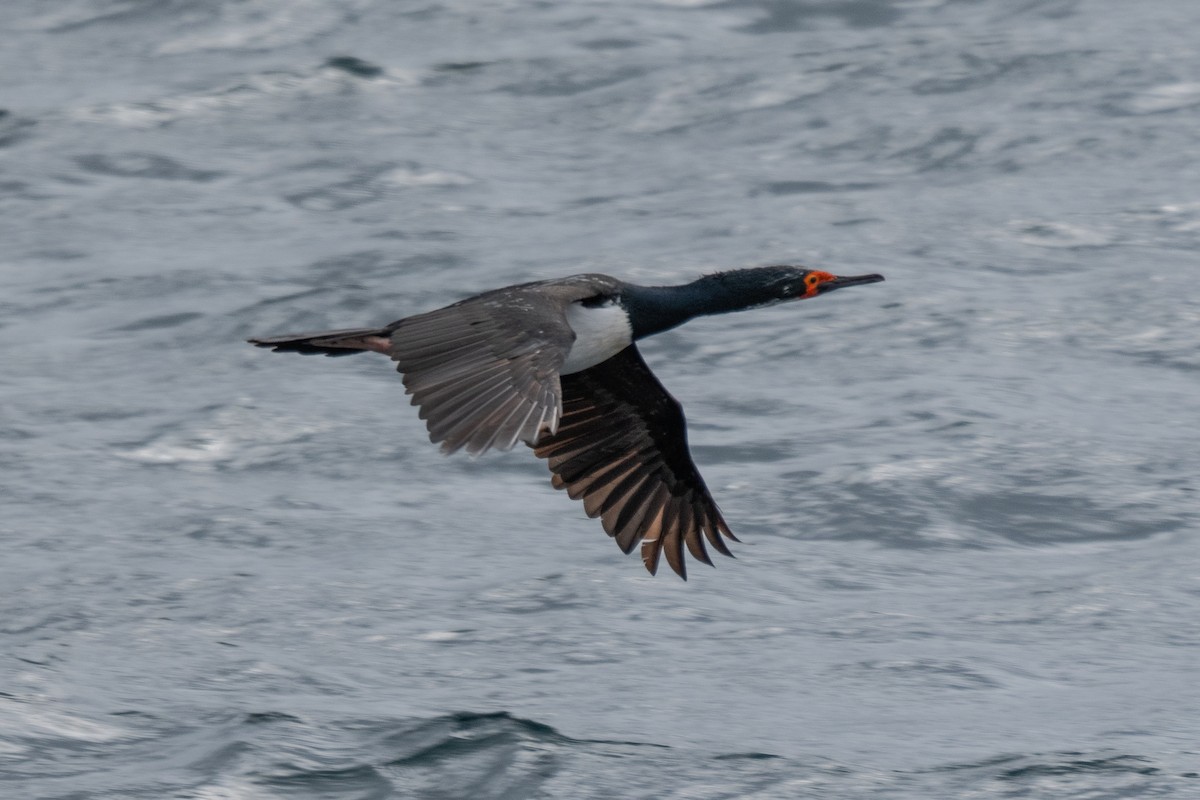 Cormoran de Magellan - ML642791855