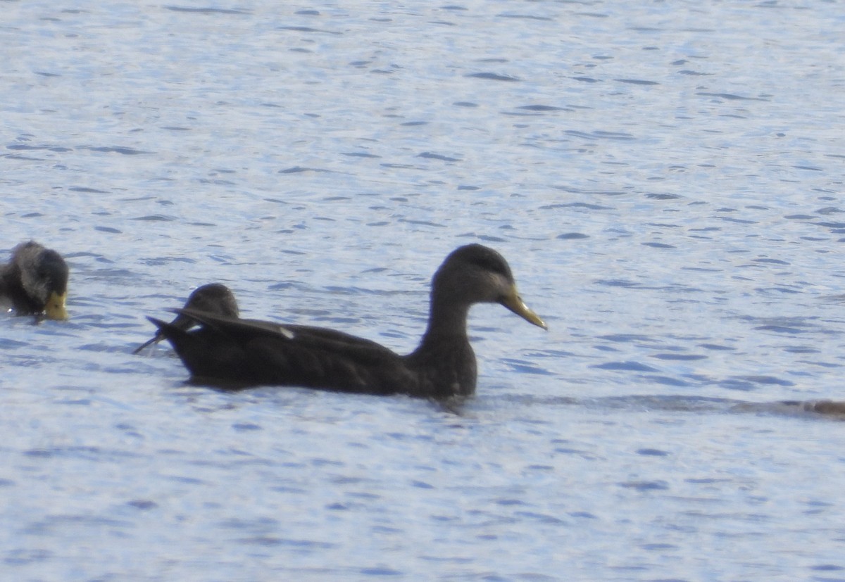 kachna tmavá - ML642791861