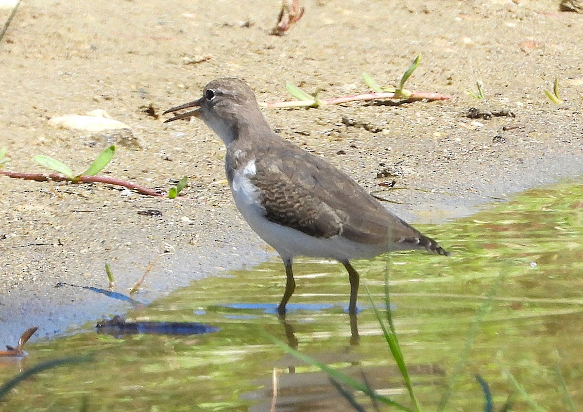 Spotted Sandpiper - ML642791864