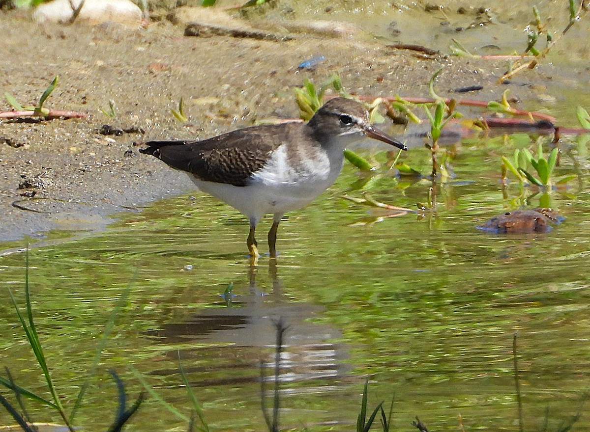 Spotted Sandpiper - ML642791865