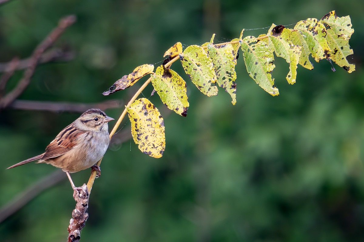 Swamp Sparrow - ML642791867