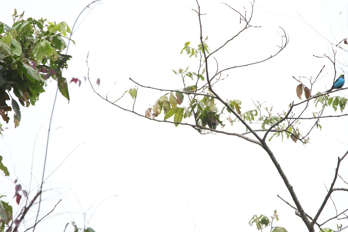 Lemon-throated Barbet - ML642791871