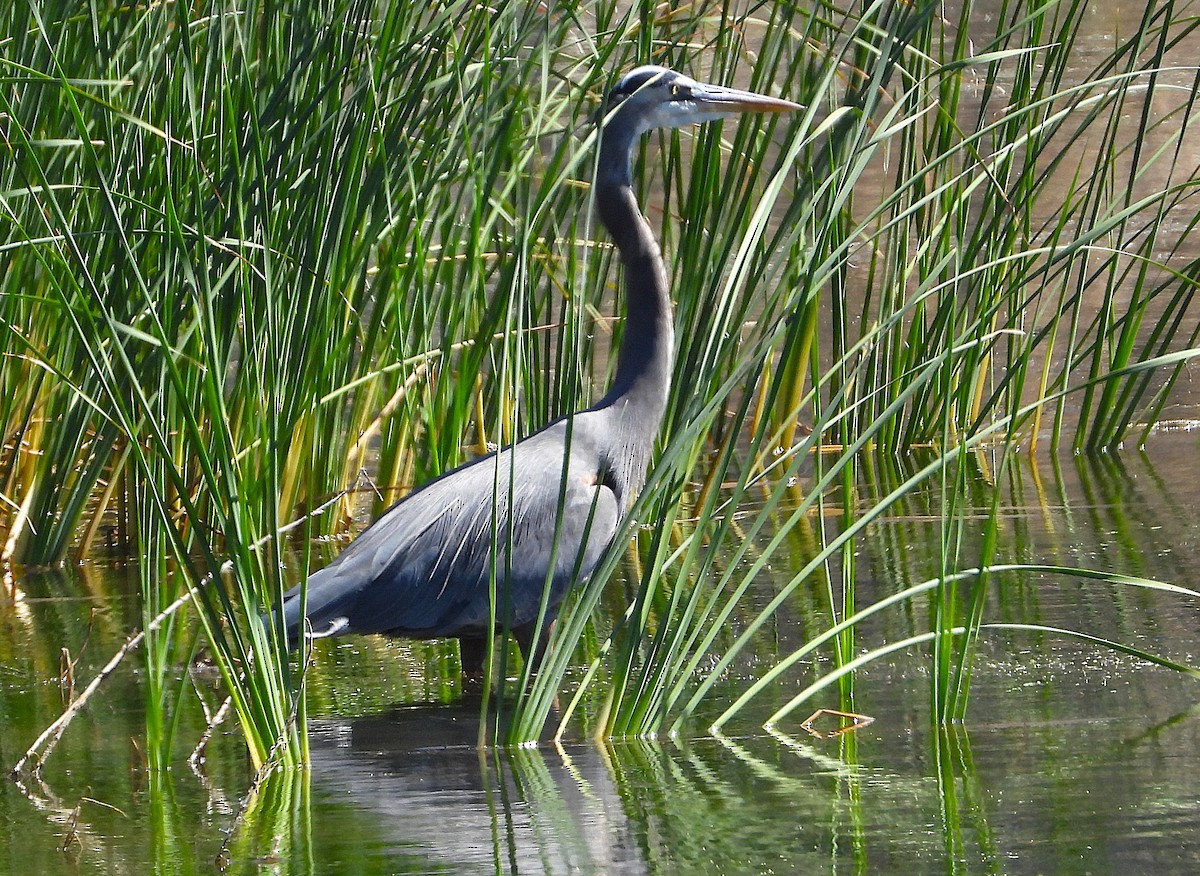 Great Blue Heron - ML642791877