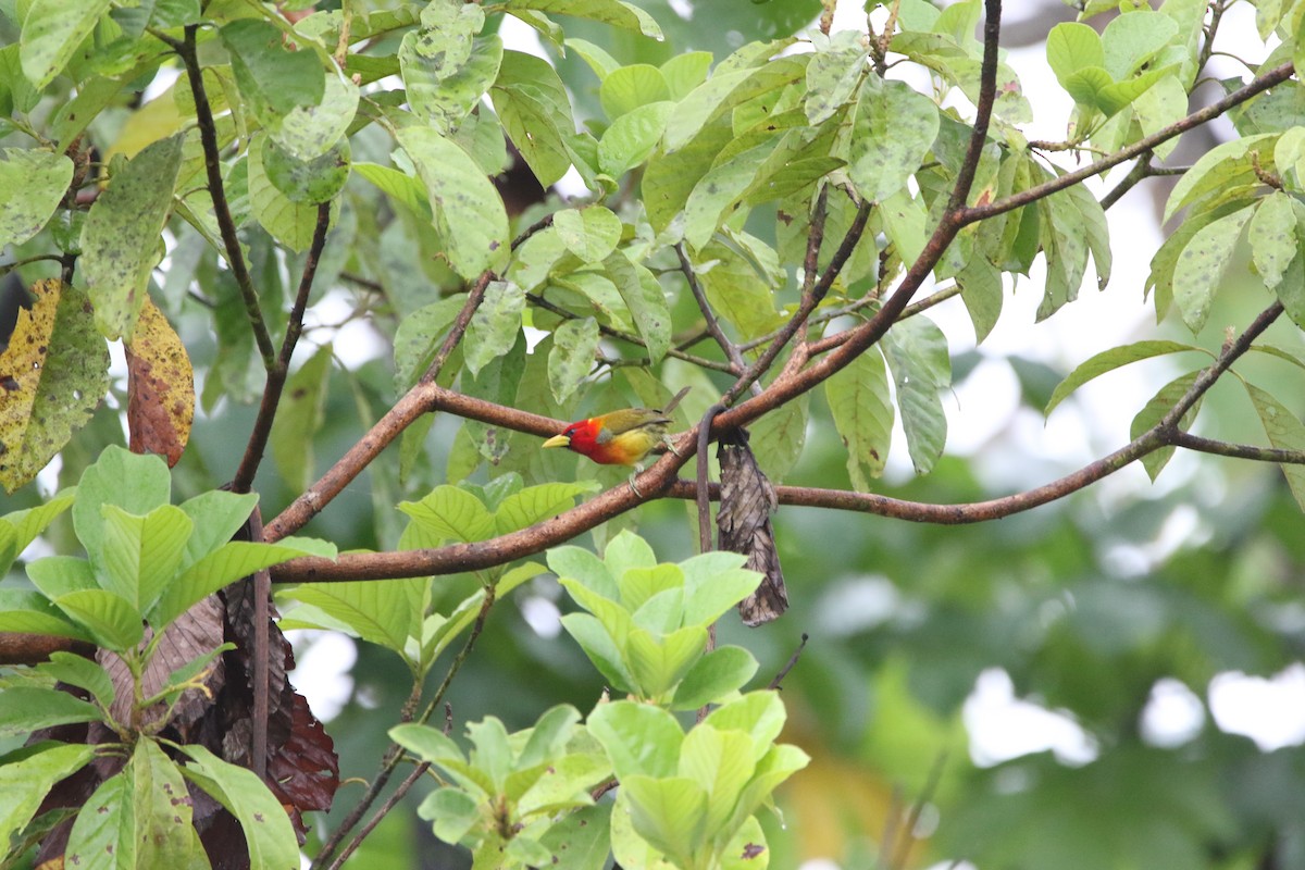 Scarlet-hooded Barbet - ML642791881
