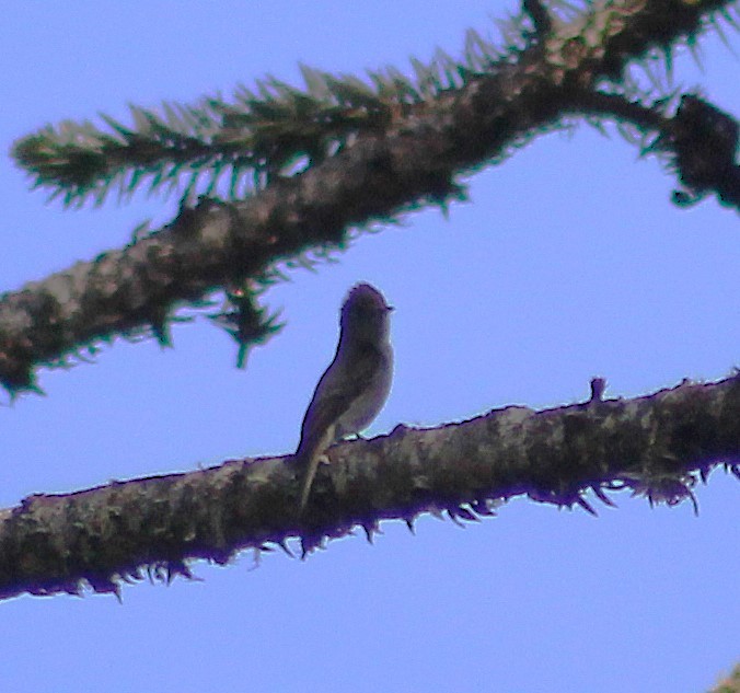 Southern Tropical Pewee - ML642791885