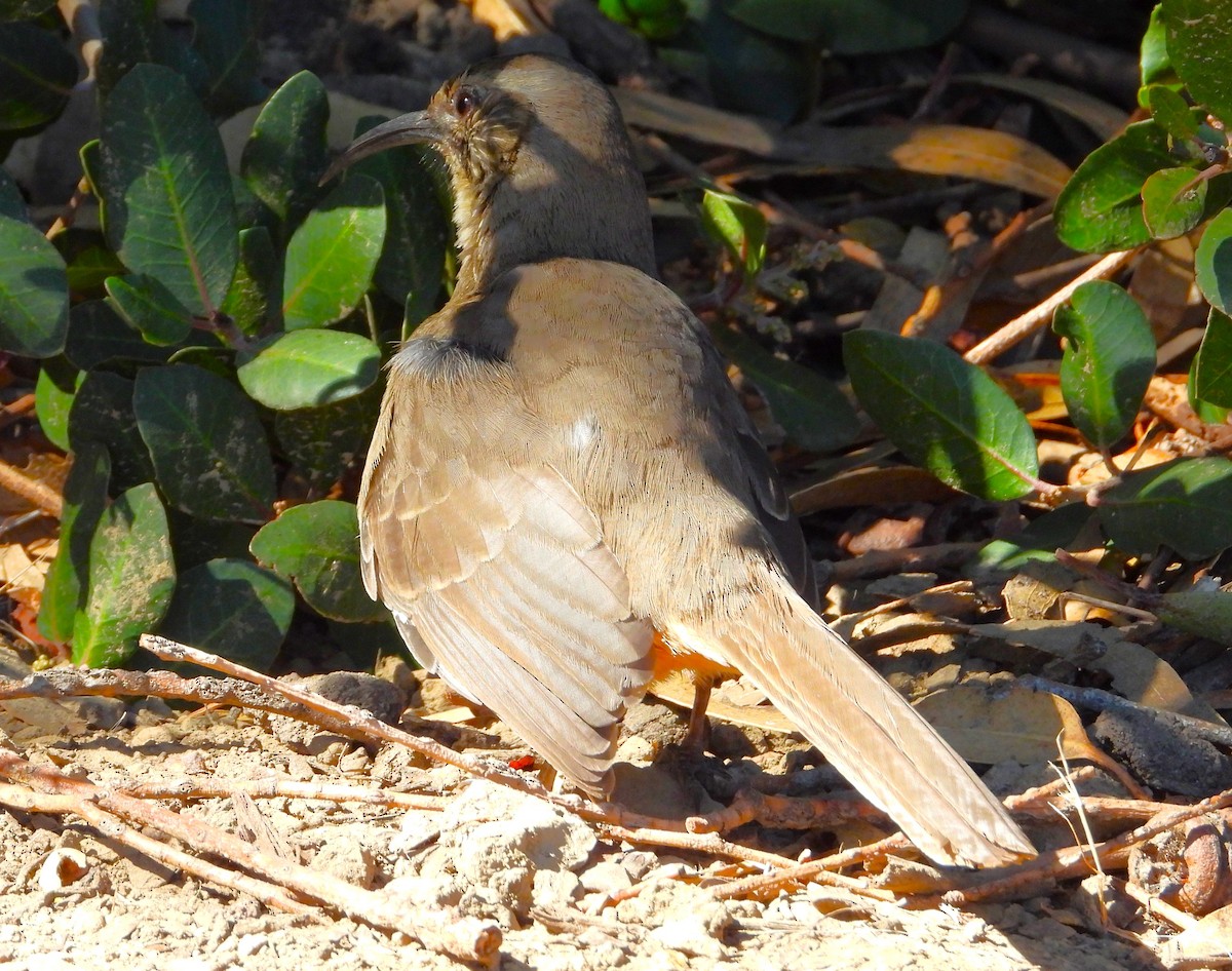 California Thrasher - ML642791897