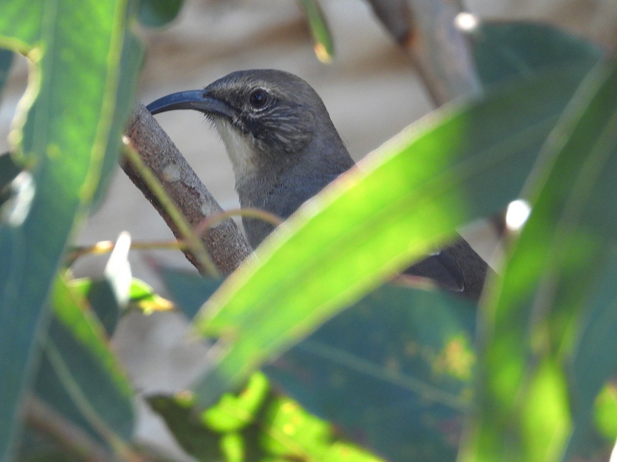California Thrasher - ML642791898