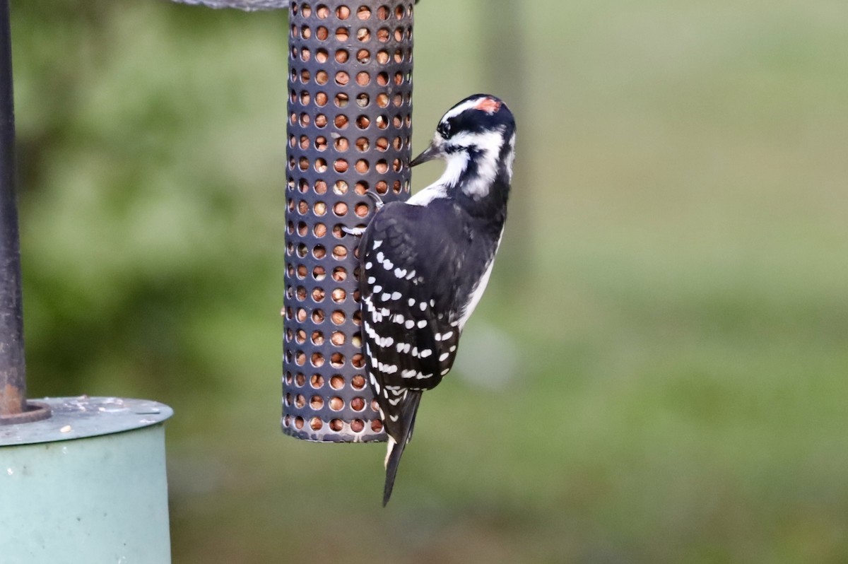 Hairy Woodpecker - ML642791899